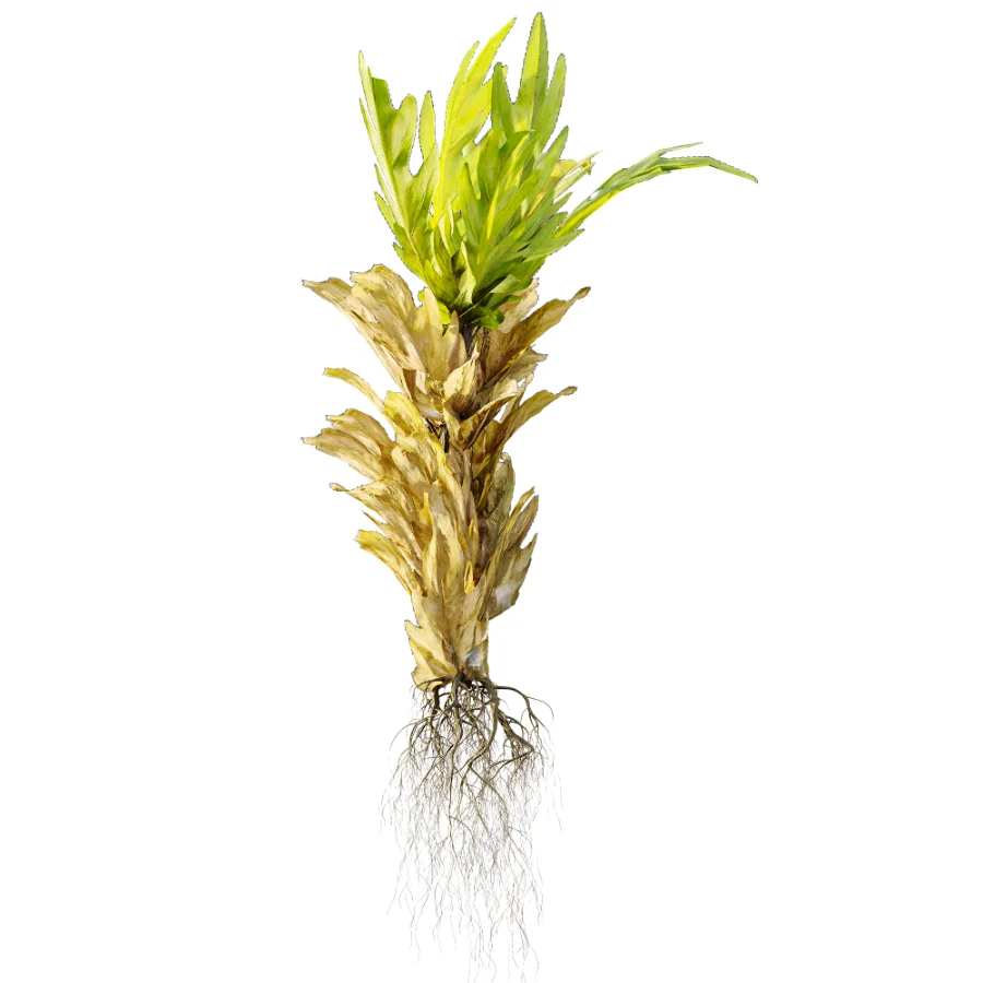 AV Plant Drynaria Roosii Palm Bush 02 - Image 1
