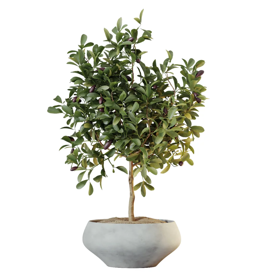 AV Indoor Plants Set 615 Yucca Elephantipes Briful Pachira Ficus Elastica Olive - Image 3