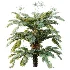 AV Plant Angiopteris Fokiensis Fern 6 Palm Bush 01 - Thumbnail 1