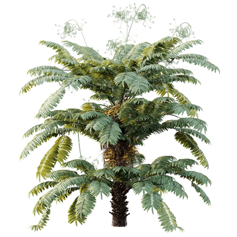 AV Plant Angiopteris Fokiensis Fern 6 Palm Bush 01 - Image 1