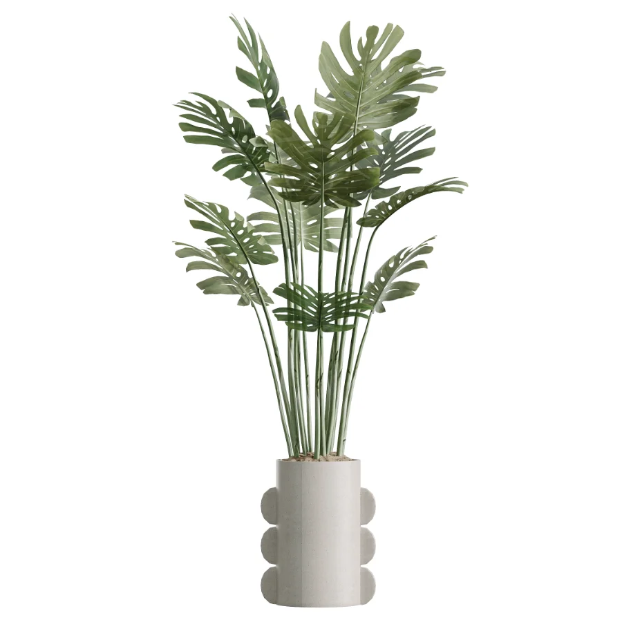 AV Indoor Plants Set 619 Elegant Monstera and Ficus Microcarpa Bonsai and Ficus Cyathistipula and Cat Reed Palm - Image 2