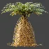 AV Plant Brainea Insignis Fern 6 Palm Tree 01 - Thumbnail 6