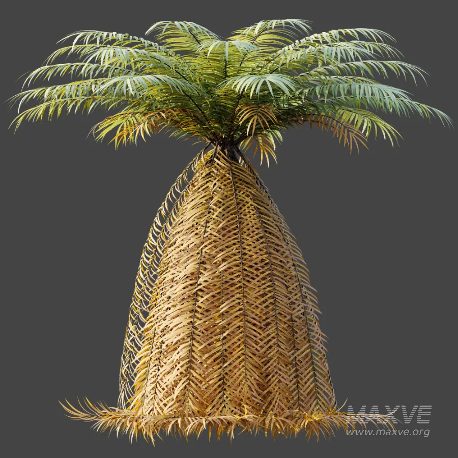 AV Plant Brainea Insignis Fern 6 Palm Tree 01 - Image 6
