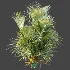AV Plant Chrysalidocarpus Lutescens Palm Bush 02 - Thumbnail 6