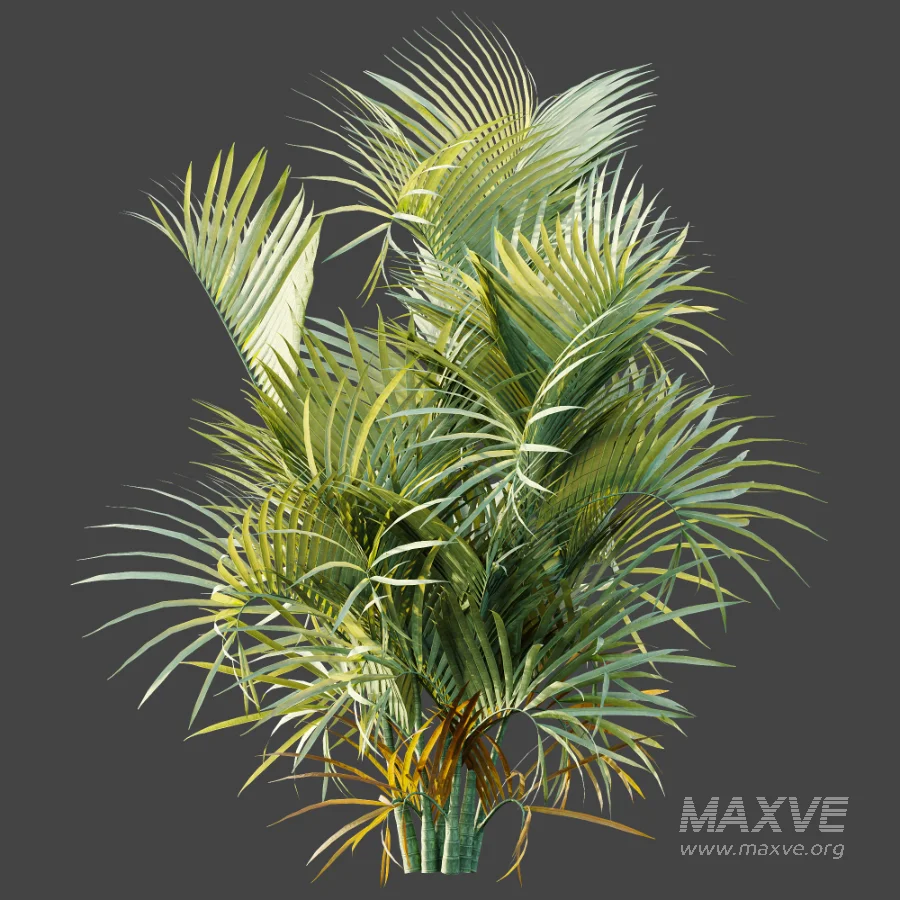 AV Plant Chrysalidocarpus Lutescens Palm Bush 02 - Image 6