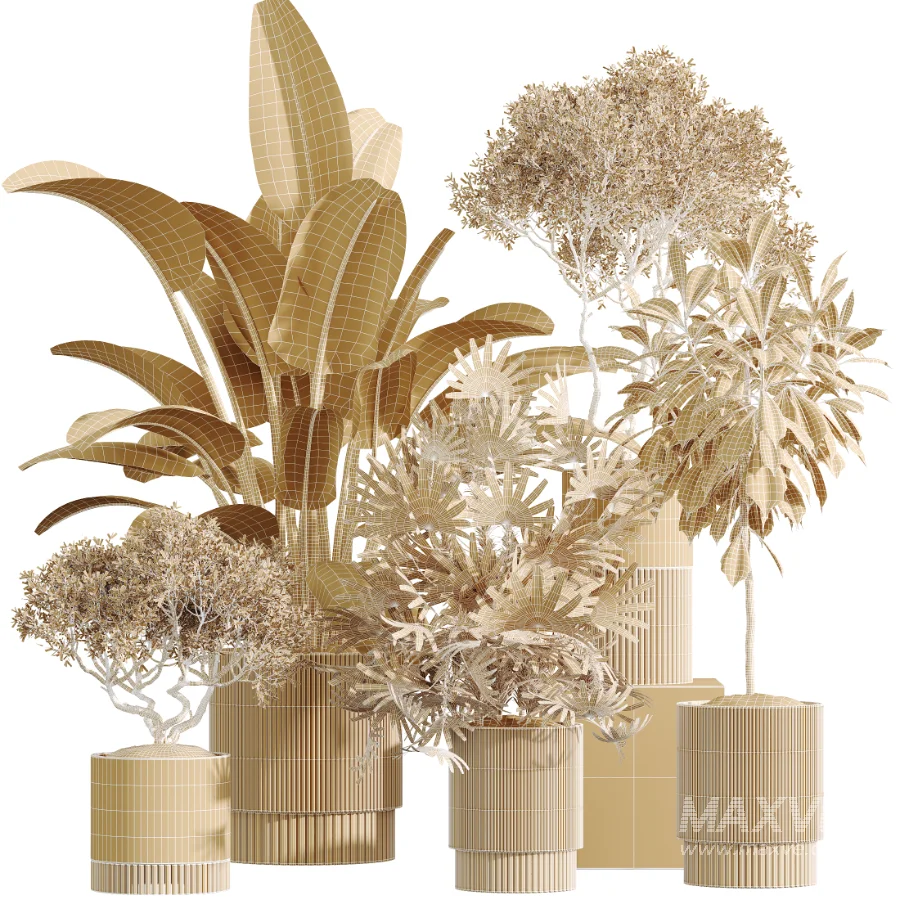 AV Indoor Plants Set 609 Ficus Cyathistipula Olive Palm Bird Of Paradise - Image 7
