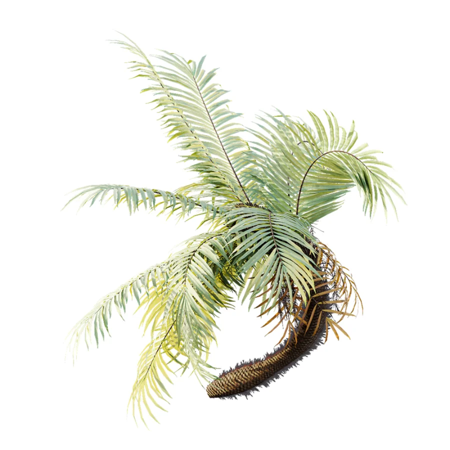 AV Plant Brainea Insignis Fern Palm Tree 02 - Image 8