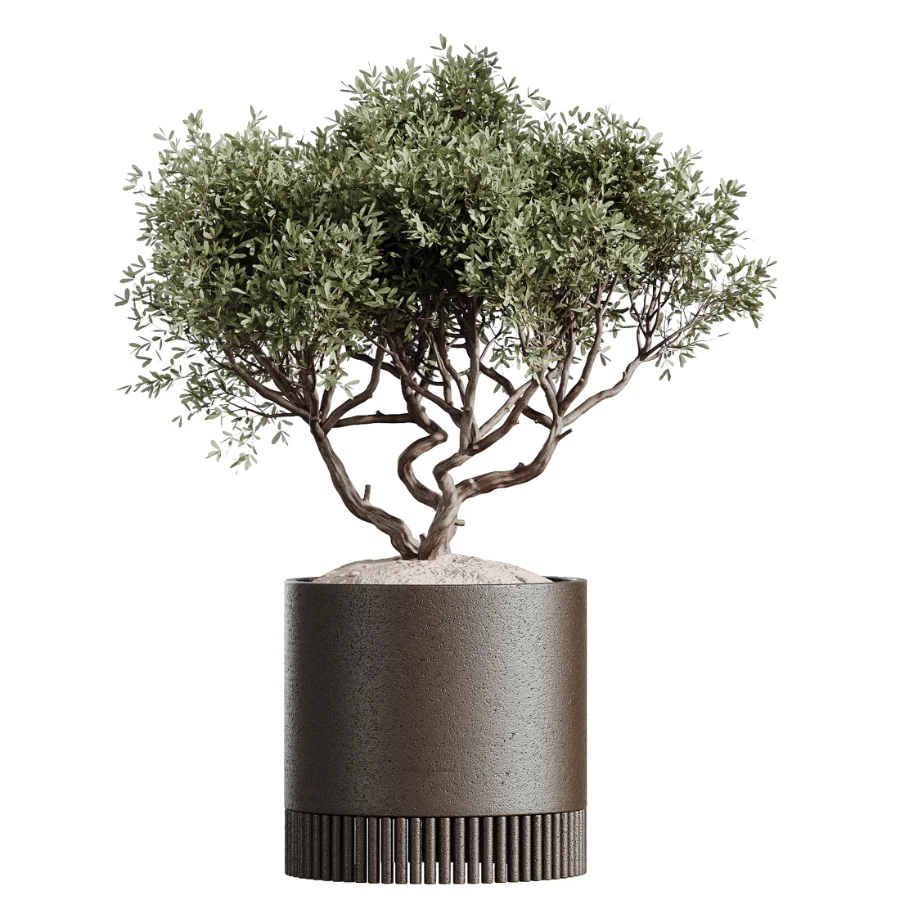 AV Indoor Plants Set 609 Ficus Cyathistipula Olive Palm Bird Of Paradise - Image 5