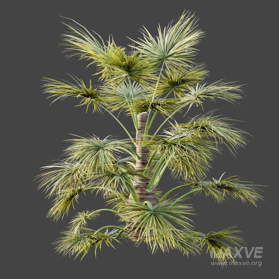 AV Plant Saribus Rotundifolius Palm Tree 01 - Image 4