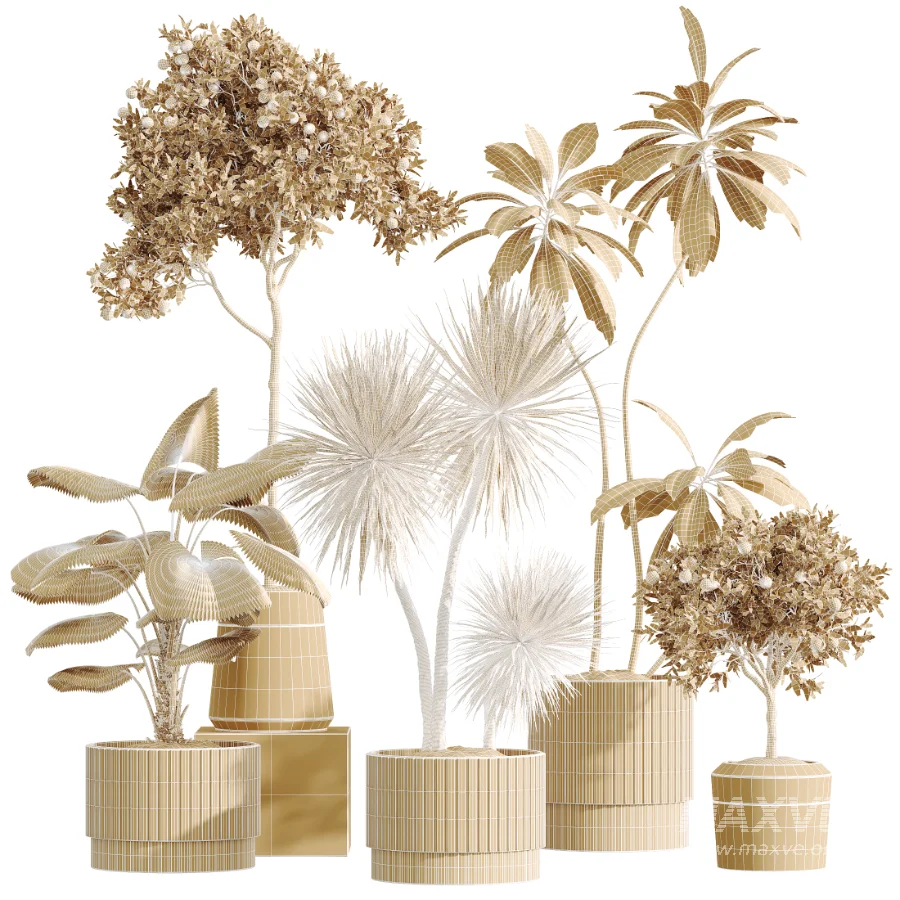 AV Indoor Plants Set 617 Orange Calamondin Tree Spineless Yucca and African Fig Ruffled Fan Palm - Image 6