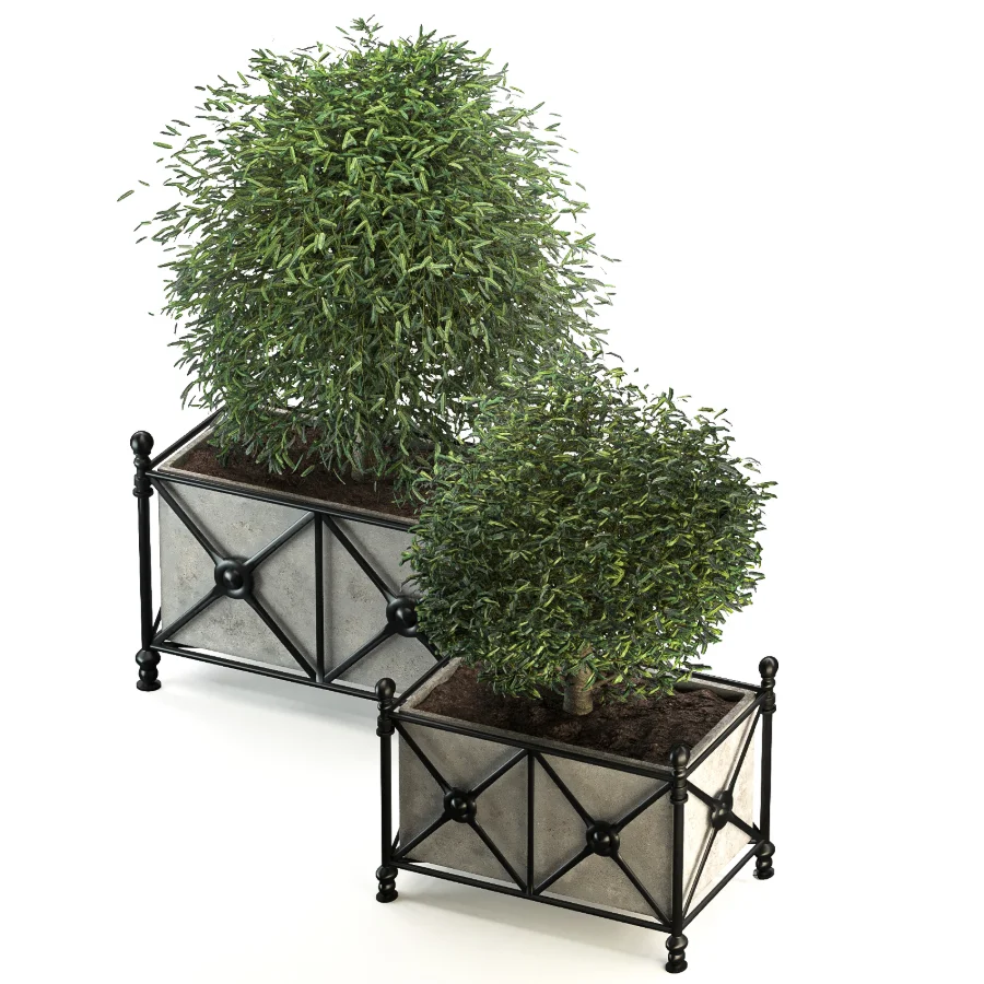Outdoor Plant 03 – Decorative Planter Trees - Image 2