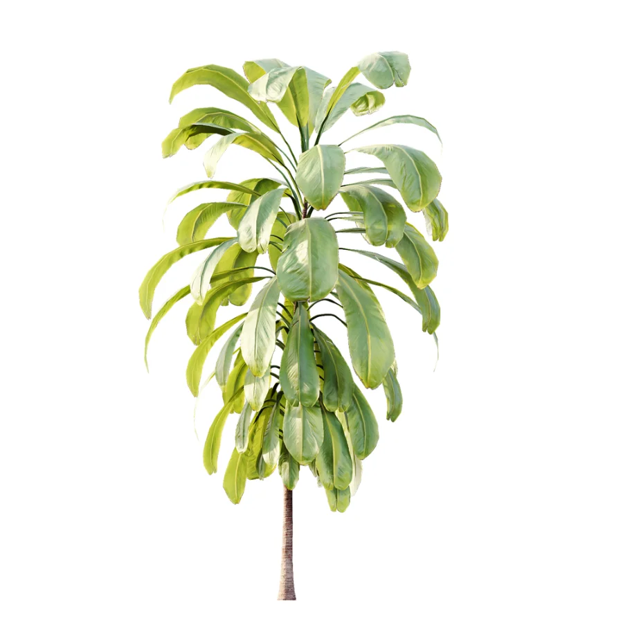 AV Plant Cordyline Petiolaris 6 Palm Tree 01 - Image 2