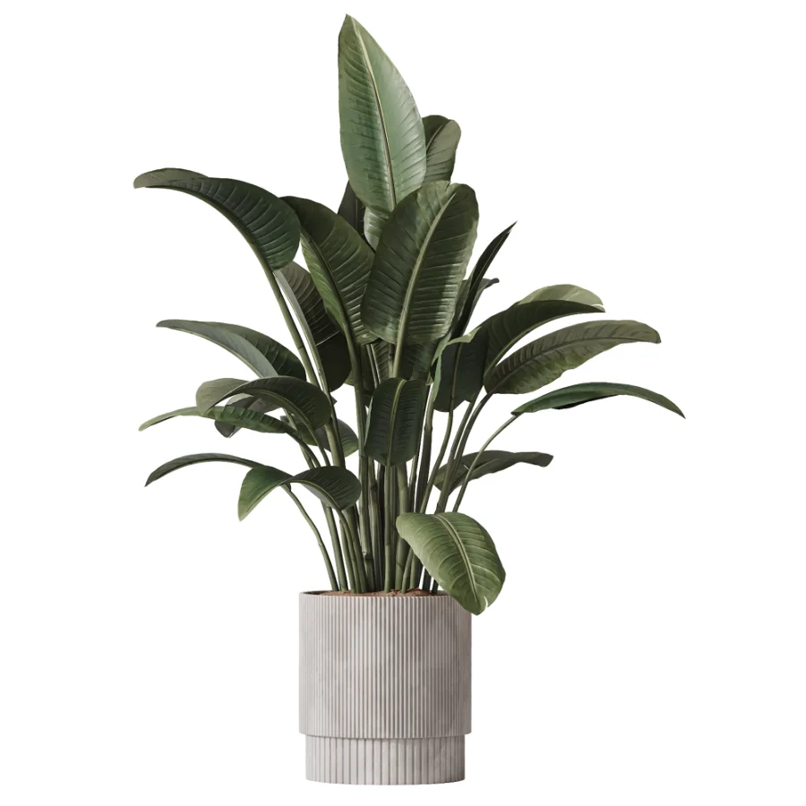 AV Indoor Plants Set 609 Ficus Cyathistipula Olive Palm Bird Of Paradise - Image 4