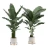 Strelitzia-Nicolai-Bird-Of-Paradise-Indoor-Plant-020 - Thumbnail 1