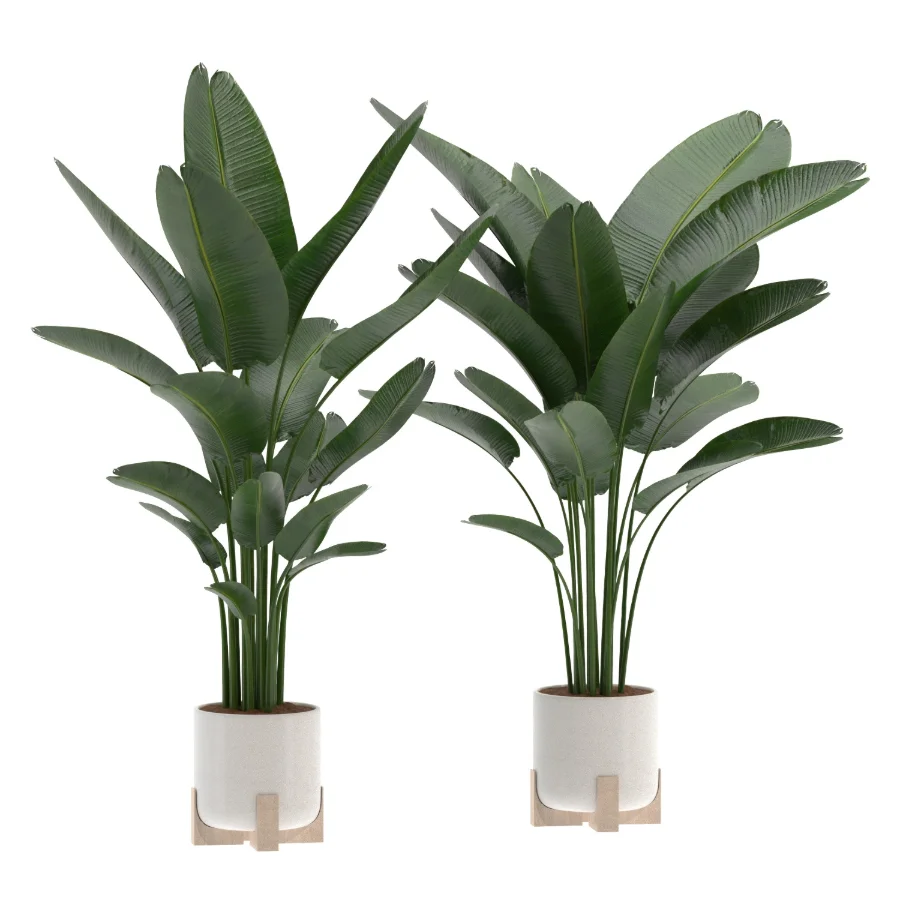 Strelitzia-Nicolai-Bird-Of-Paradise-Indoor-Plant-020 - Image 1