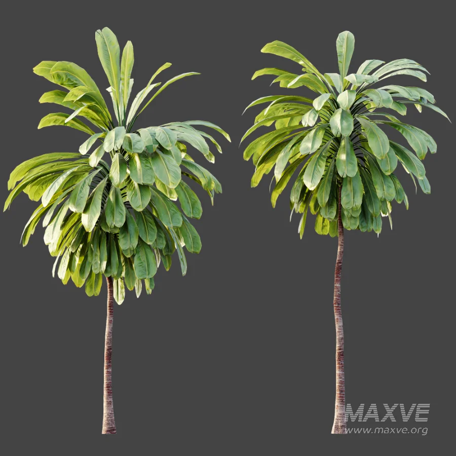 AV Plant Cordyline Petiolaris 6 Palm Tree 01 - Image 5