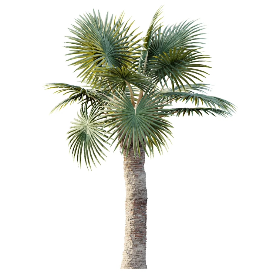 AV Plant Bismarckia Nobilisi Palm Tree 01 - Image 3