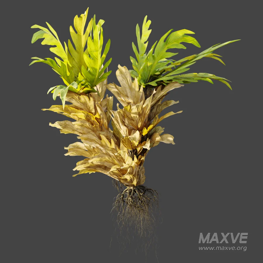 AV Plant Drynaria Roosii Palm Bush 02 - Image 5