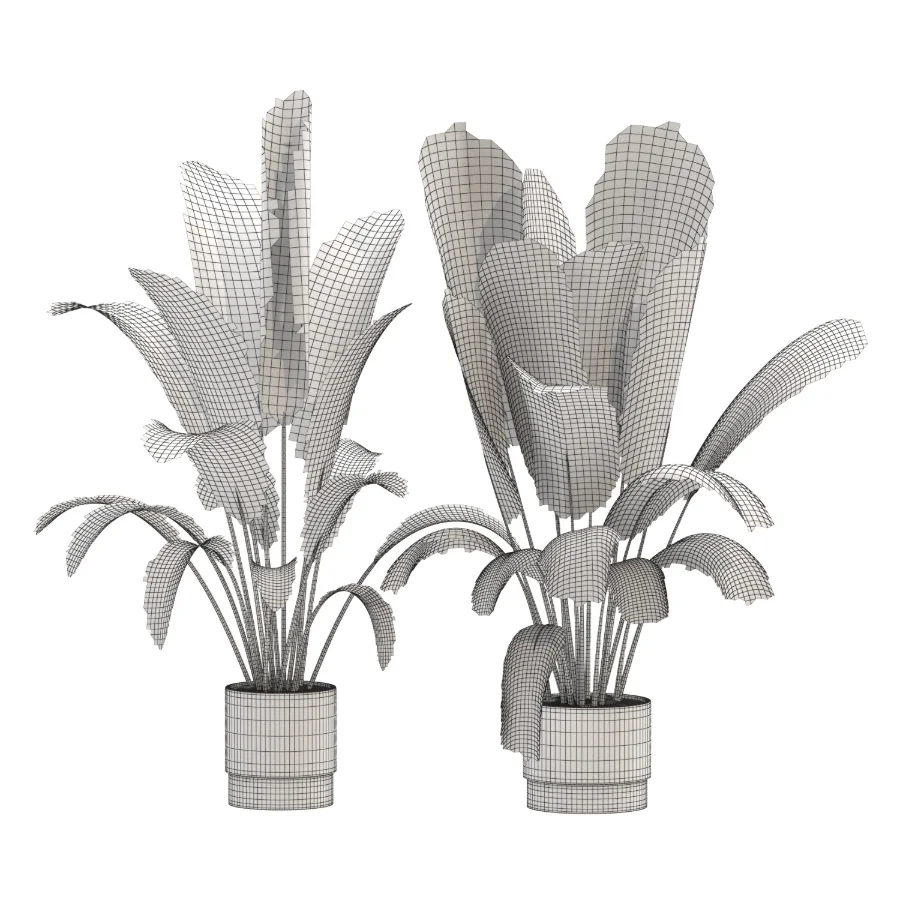 Strelitzia Nicolai- Bird of Paradise-set-024 - Image 2