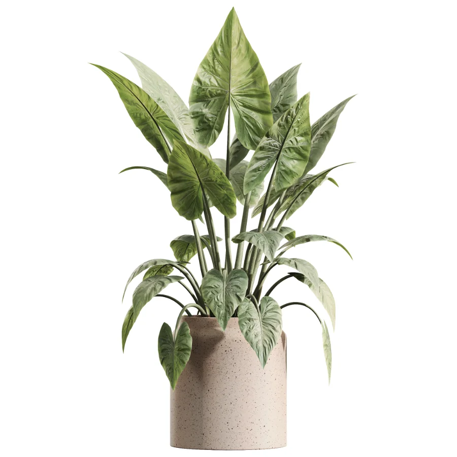 AV Indoor Plants Set 616 Olive Alocasia Elefantenohr Ficus Marginata Warneckii - Image 3