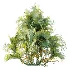 AV Plant Chrysalidocarpus Lutescens Palm Bush 01 - Thumbnail 1