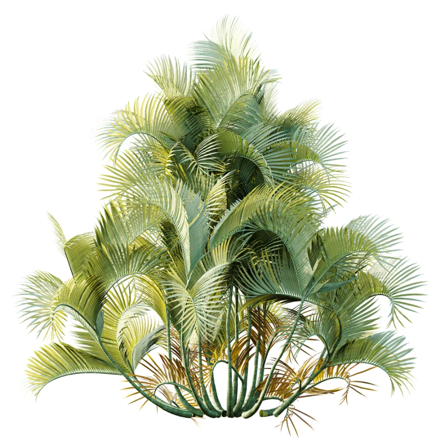 AV Plant Chrysalidocarpus Lutescens Palm Bush 01 - Image 1