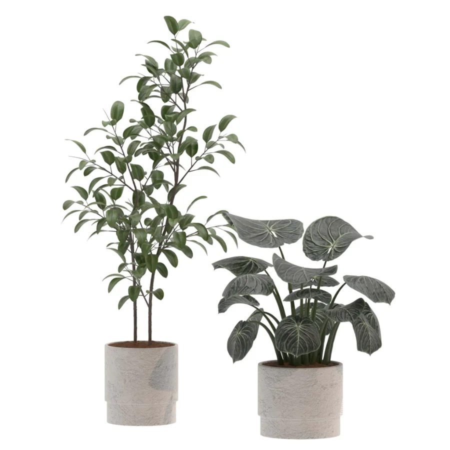 Ficus Benjamina- Monstera Plants-set027 - Image 1