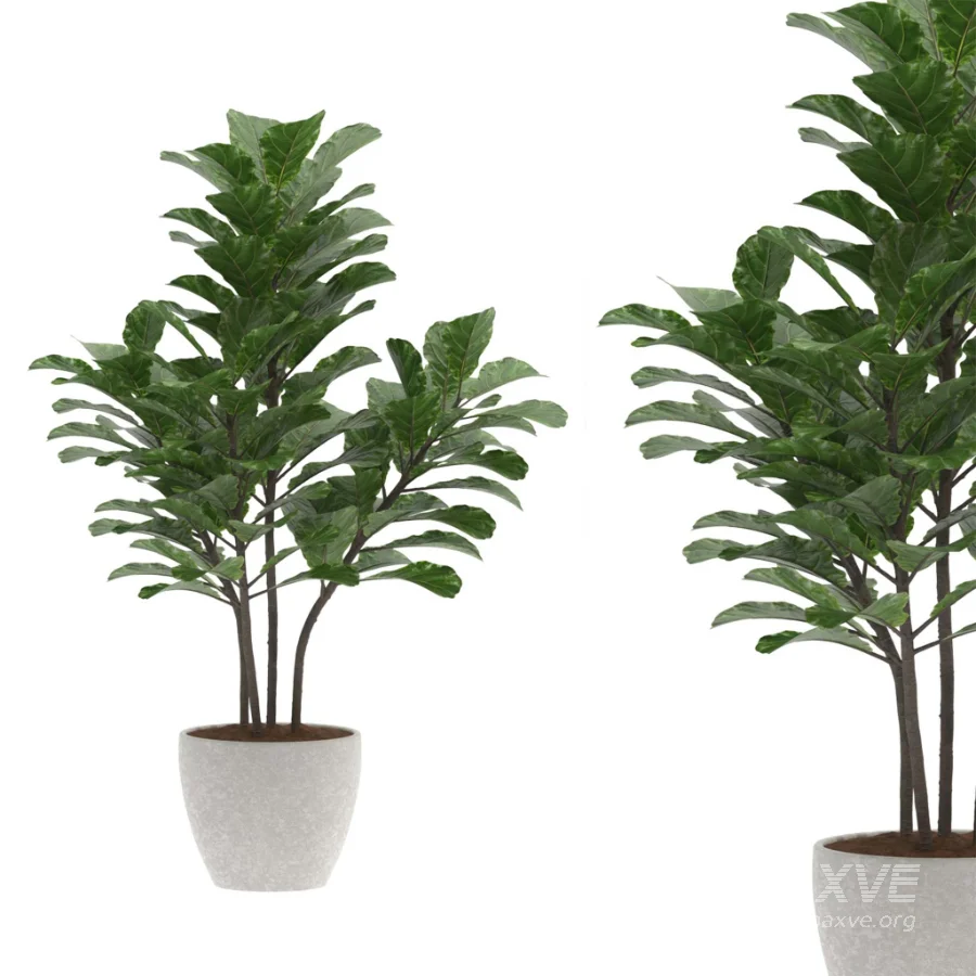 Fiddle Leaf Fig- Ficus Lyrata-set-022 - Image 3