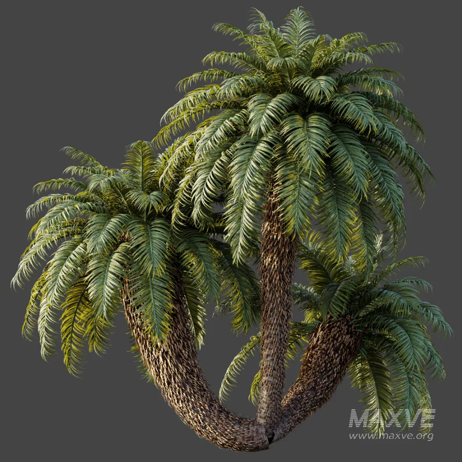 AV Plant Cycas Revoluta Palmfarn Palm Bush 01 - Image 4