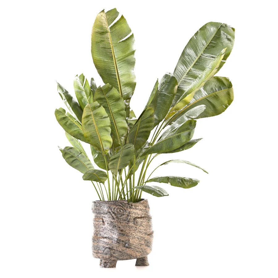 Plant Set 14 - Image 4