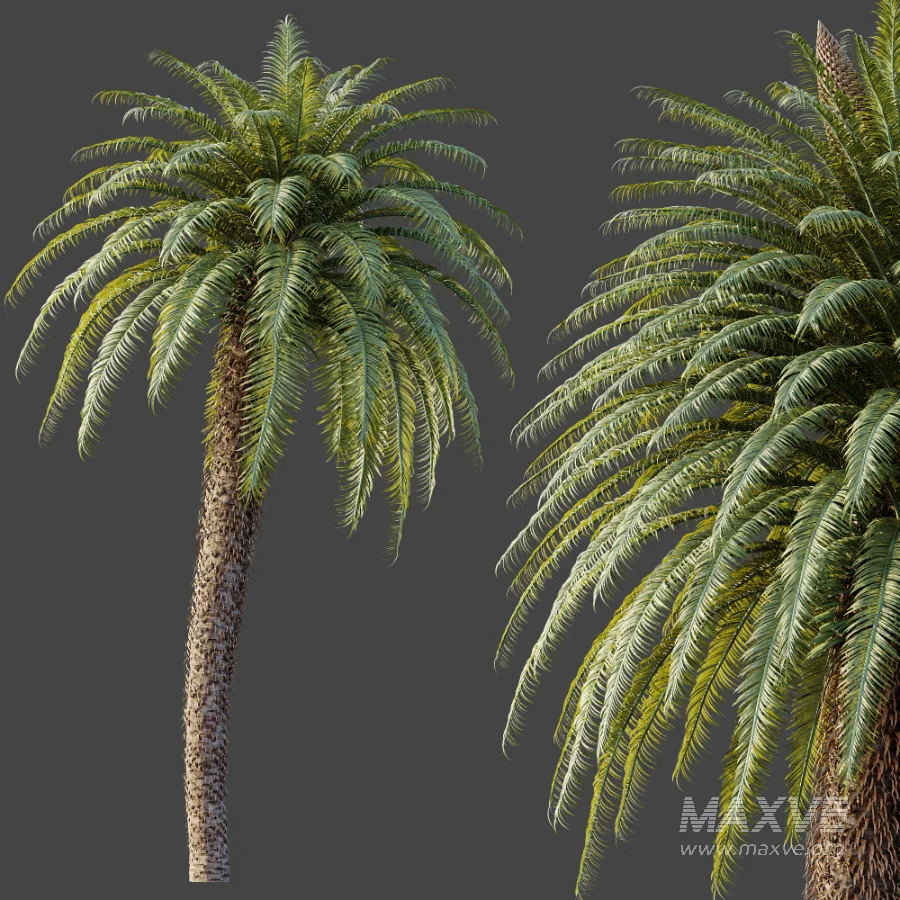 AV Plant Cycas Revoluta Palmfarn Palm Tree 01 - Image 4