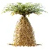 AV Plant Brainea Insignis Fern 6 Palm Tree 01 - Thumbnail 2