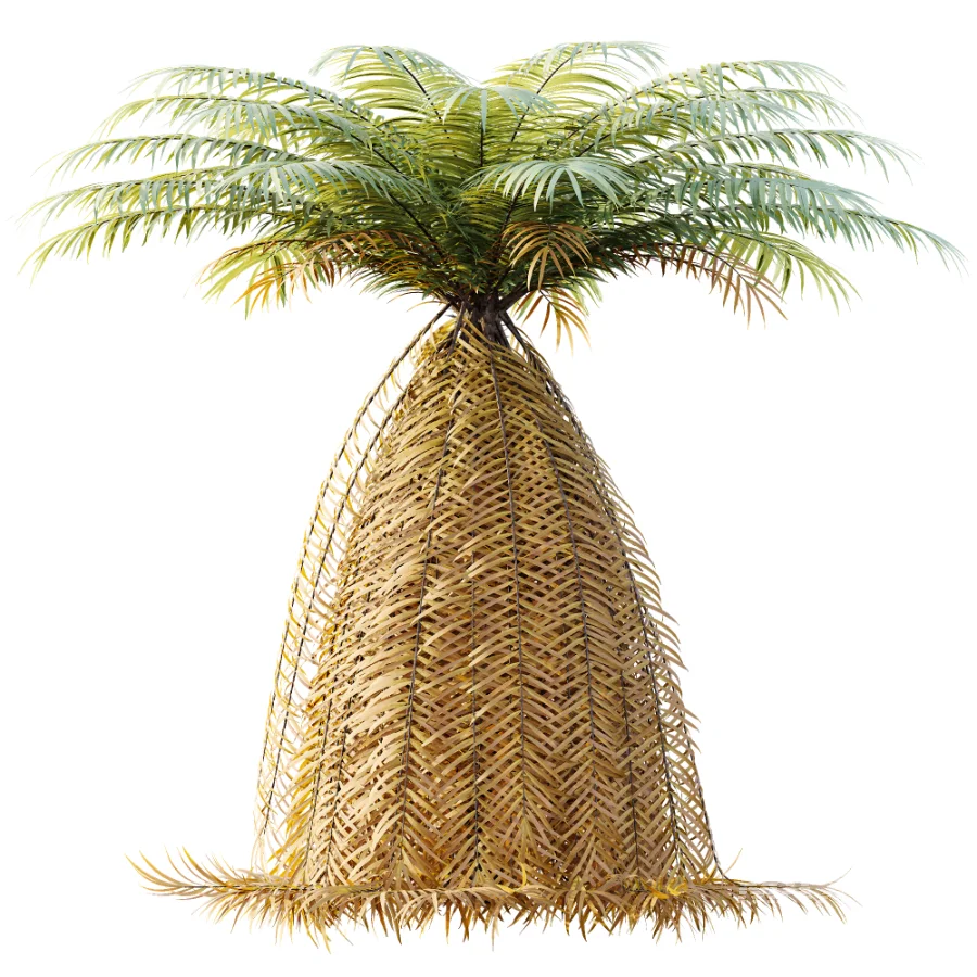 AV Plant Brainea Insignis Fern 6 Palm Tree 01 - Image 2