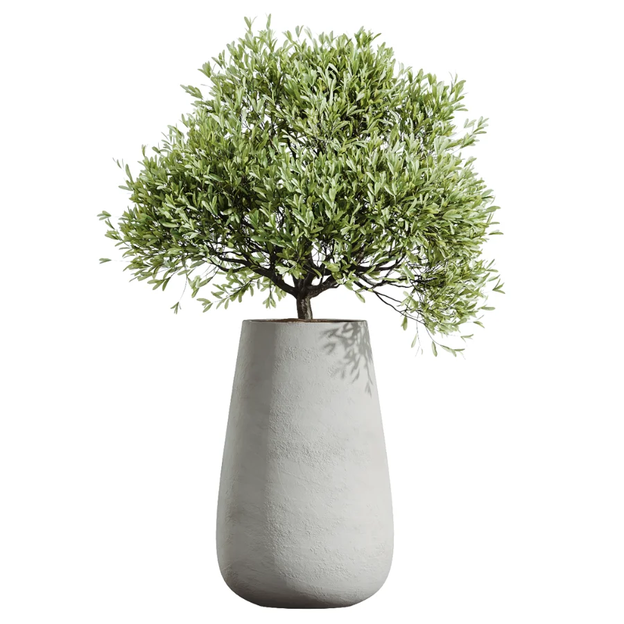 AV Indoor Plants Set 603 Chemlali Olive and Peace Lily and Olive Eucalyptus and Bird Of Paradise - Image 5