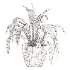 Aspidistra Elatior Potted Plant - Thumbnail 3