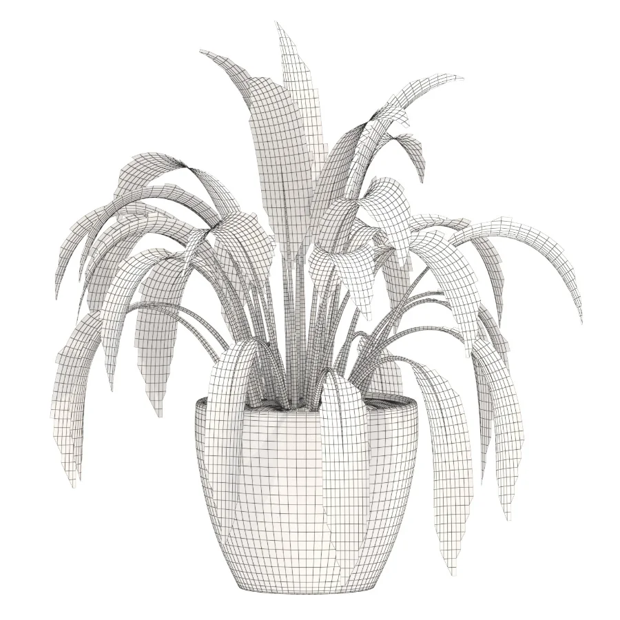 Aspidistra Elatior Potted Plant - Image 3
