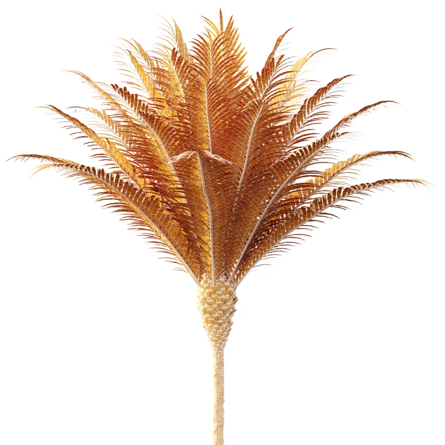 AV Plant Phoenix Canariensis Palm Tree 01 - Image 9