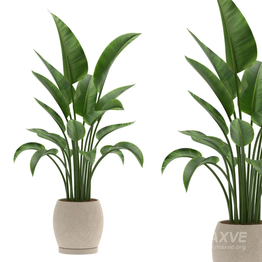 Strelitzia Nicolai Bird of Paradise-set-025 - Image 3