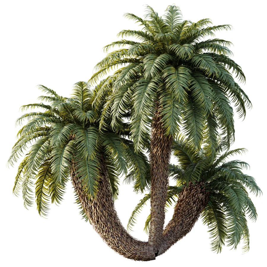 AV Plant Cycas Revoluta Palmfarn Palm Bush 01 - Image 1