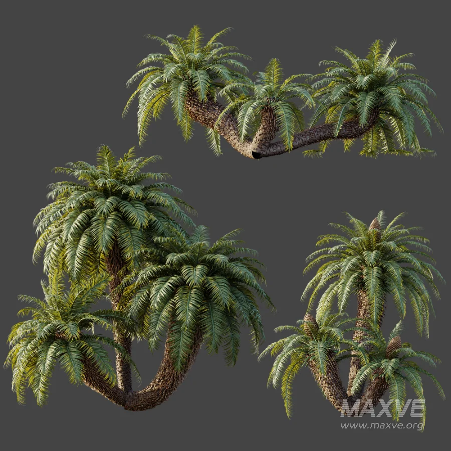 AV Plant Cycas Revoluta Palmfarn Palm Bush 01 - Image 6