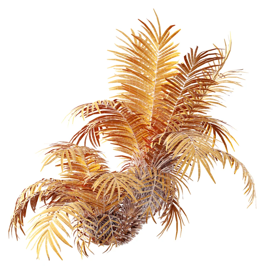 AV Plant Brainea Insignis Fern Palm Tree 02 - Image 10