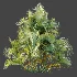 AV Plant Chrysalidocarpus Lutescens Palm Bush 01 - Thumbnail 5