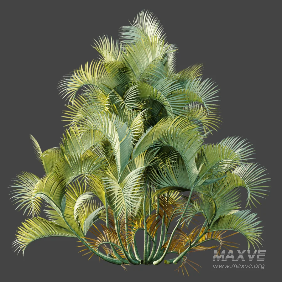 AV Plant Chrysalidocarpus Lutescens Palm Bush 01 - Image 5
