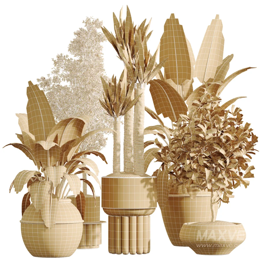 AV Indoor Plants Set 615 Yucca Elephantipes Briful Pachira Ficus Elastica Olive - Image 6