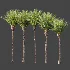 AV Plant Phoenix Canariensis Palm Tree 01 - Thumbnail 8