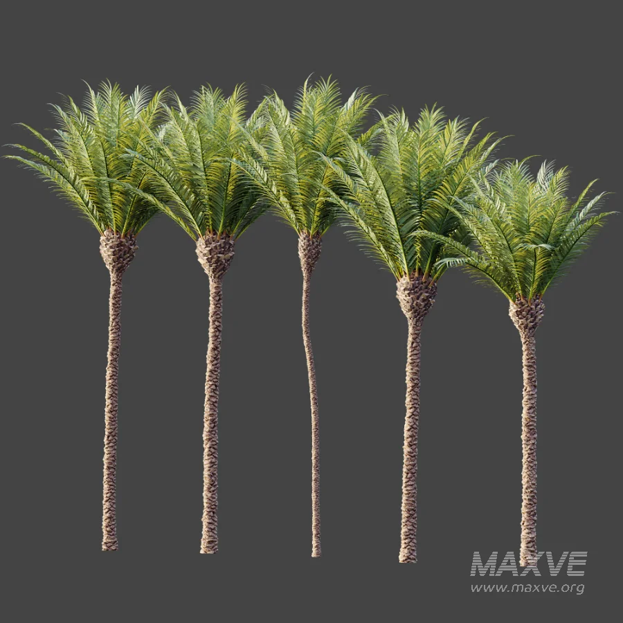 AV Plant Phoenix Canariensis Palm Tree 01 - Image 8