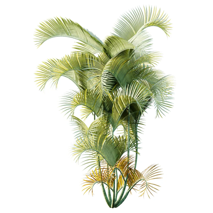 AV Plant Chrysalidocarpus Lutescens Palm Bush 01 - Image 3