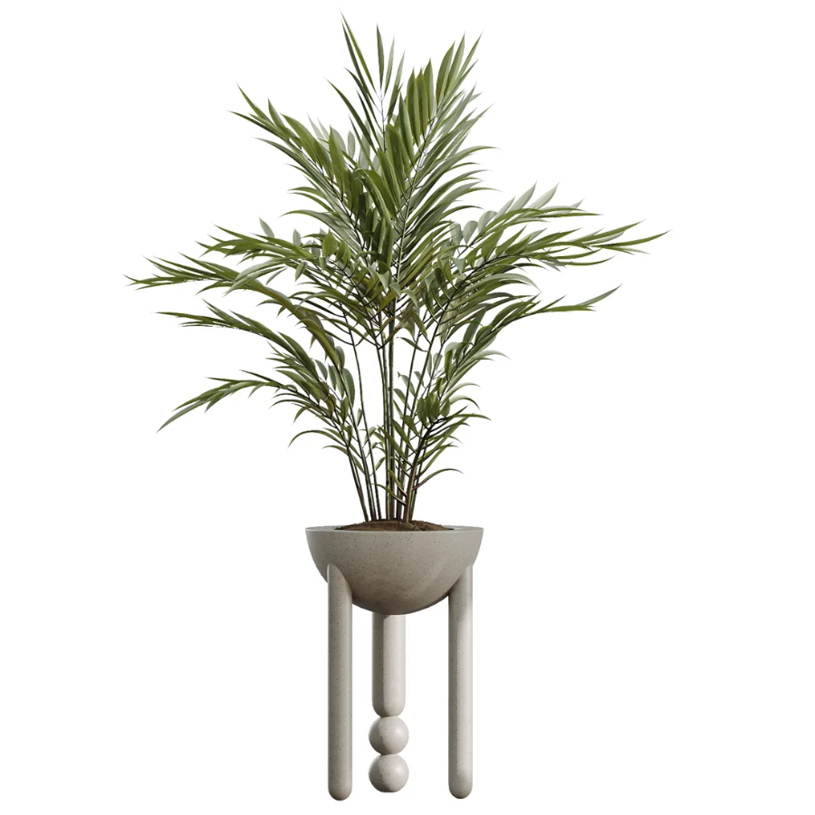 AV Indoor Plants Set 526 Aspidistra Elatior Olive Ficus Palm - Image 3