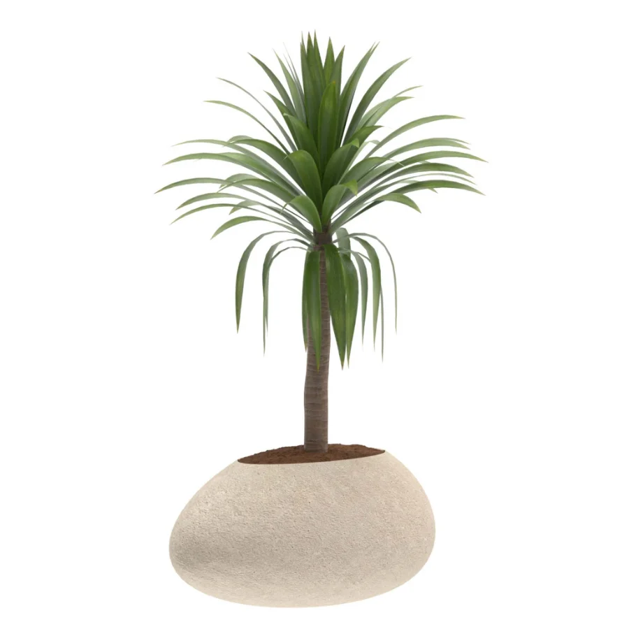 Strelitzia Yucca Olive Plant Set-021 - Image 2