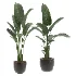 Strelitzia Nicolai Bird of Paradise Indoor Plant - Thumbnail 1